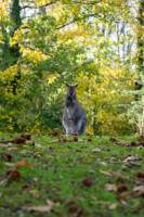 Maxence LE MÉZO - QIVI